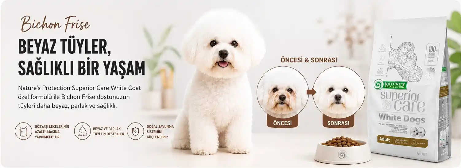 Bichon-Banner.webp