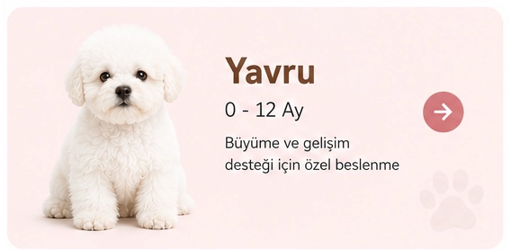 Bichon-Yavru.webp