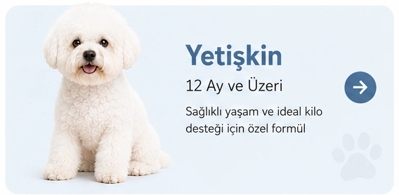 Michon-Yetişkin.webp