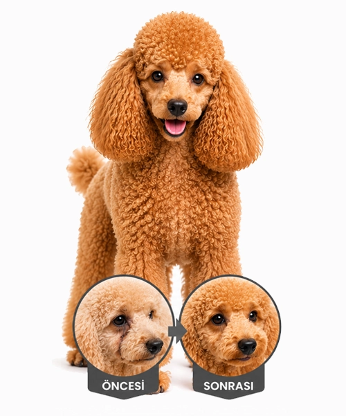 Kızıl-Poodle.webp