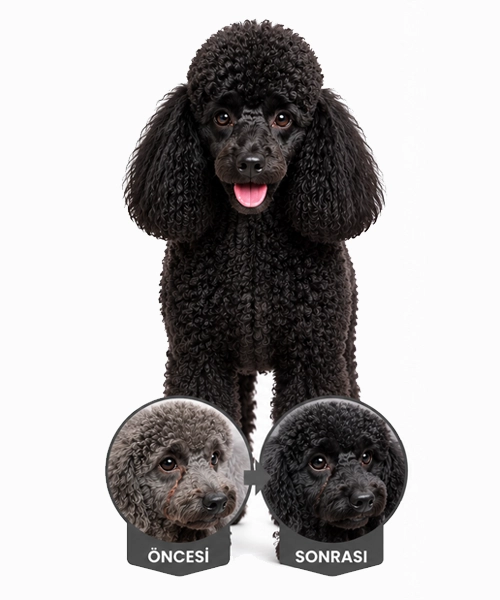 Siyah-Poodle-1783598766.webp