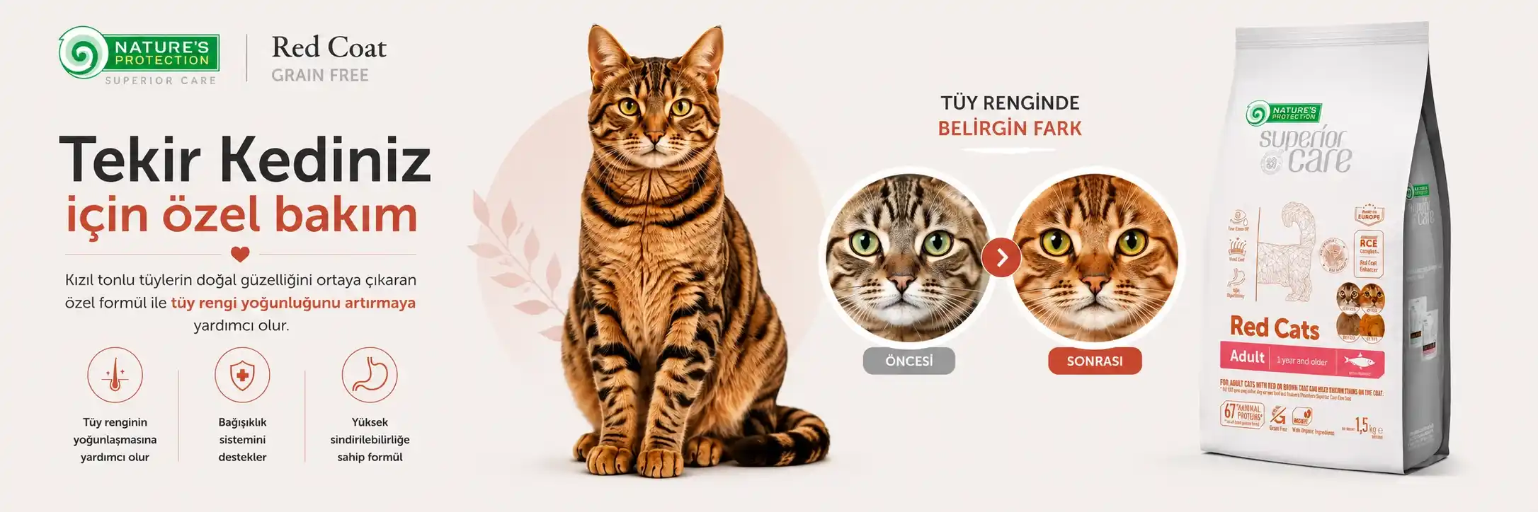 kızıl-tüylü-kediler.webp