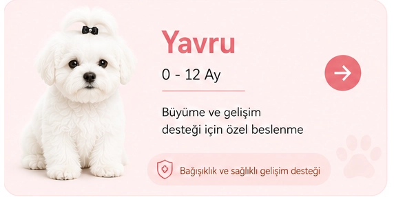 malteseyavru2.webp
