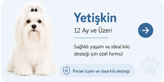 malteseyetişkin.webp
