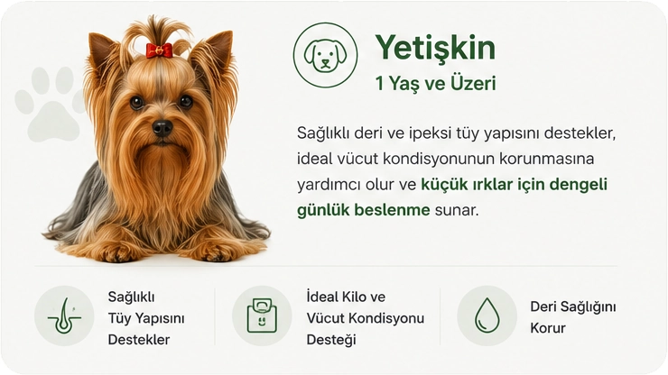 yokrshire-yetiskin.webp