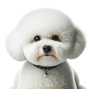 Bichon Frise köpek mamaları