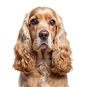 Cocker köpek mamaları