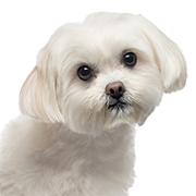 Maltese köpek mamaları