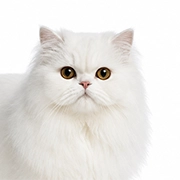 Persian