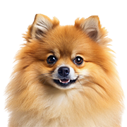 Pomeranian köpek mamaları