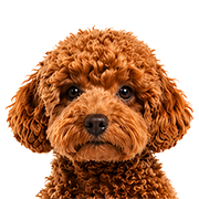Poodle köpek mamaları