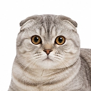 Scottish Fold
