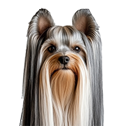 Shih Tzu köpek mamaları