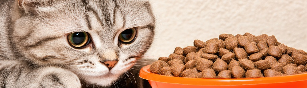 Kedilerde Mama Alerjisi Nedenleri, Belirtileri ve Tedavisi