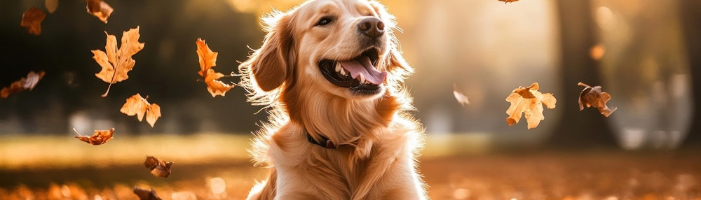 Köpeklerde Davranış Problemleri ve Çözümleri