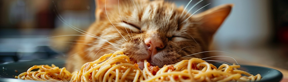 Kediler Makarna Yer mi?
