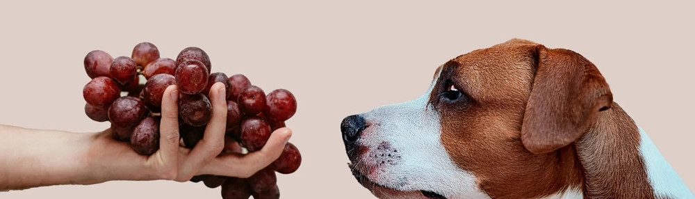 Köpekler Üzüm Yer mi? Tehlikeleri, Belirtiler ve Acil Müdahale Rehberi