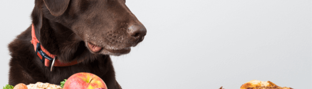 Köpekler Tavuk Yer mi?