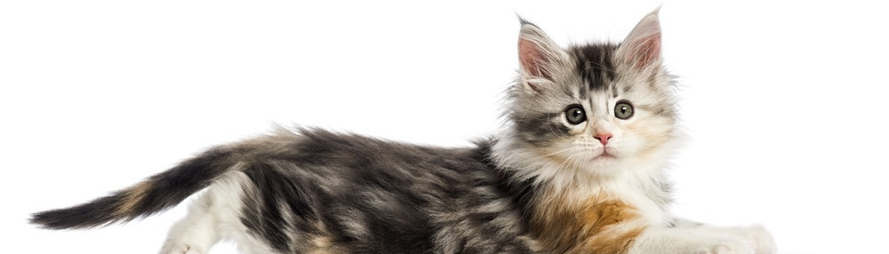 Kediler Neden Kuyruk Sallar?