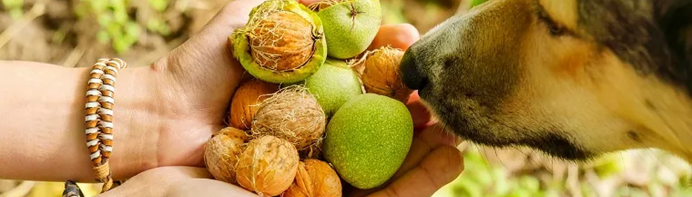 Köpekler Ceviz Yer mi?