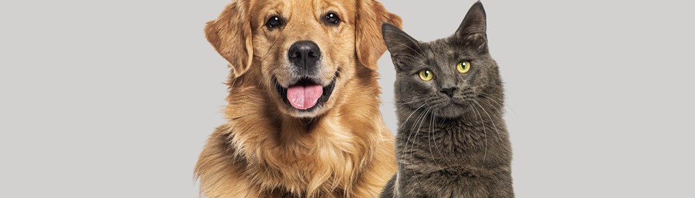 Köpekler Kedi Yer mi?