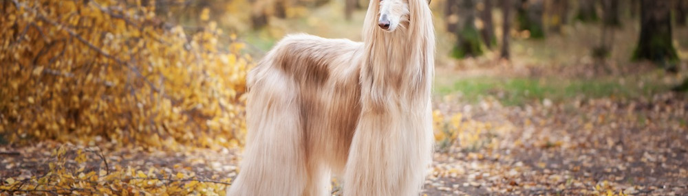 Afgan Tazısı Özellikleri ve Bakımı