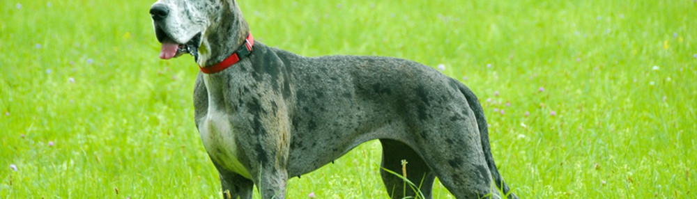 Danua Köpek Cinsi Özellikleri ve Bakımı
