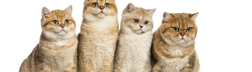 Kedilerin Çıkardığı Sesler ve Anlamları: Kediler Neden Gırgır Ses Çıkarır?