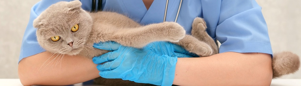 Kedilerde İç Parazit Belirtileri, Tedavisi ve İnsana Bulaşma Riski