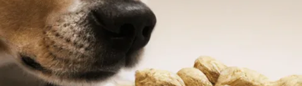 Köpekler Yer Fıstığı Yer mi?