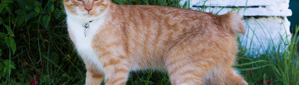 Manks Kedisi Özellikleri ve Bakımı