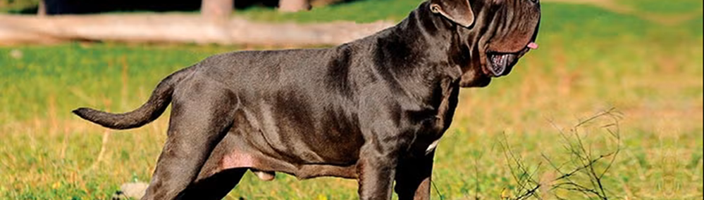 Napoliten Mastiff Köpek Irkı Özellikleri