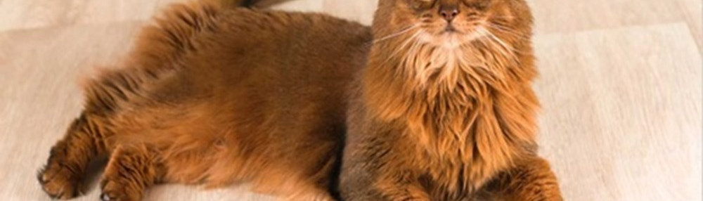 Somali Kedisi Bakımı ve Özellikleri