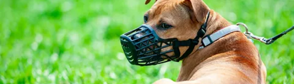 Türkiye’de Yasaklı Köpek Irkları