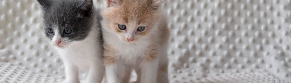 Yavru Kedilerin Cinsiyeti Nasıl Anlaşılır?