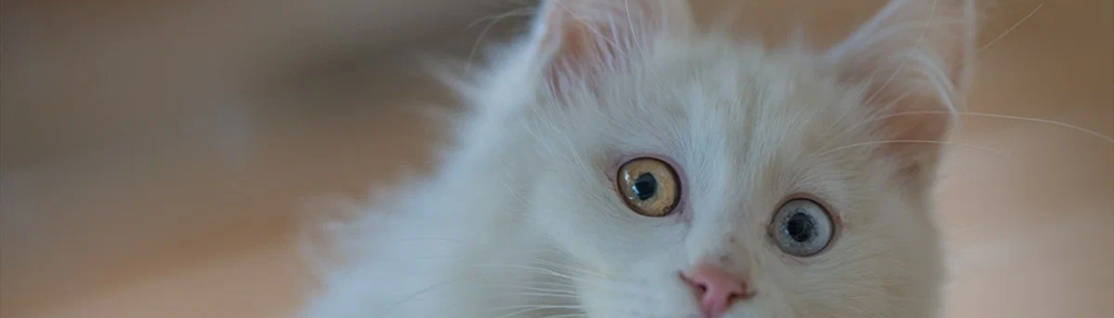 Ankara kedisi Özellikleri ve Bakımı