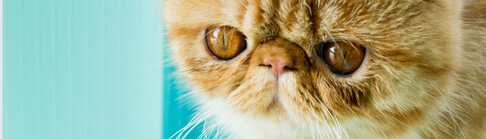 Exotic Shorthair Özellikleri ve Bakımı