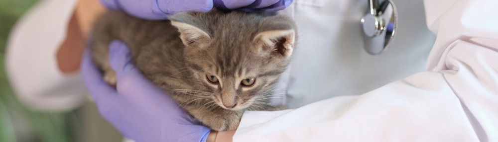 Kedilerde Deri ve Cilt Hastalıkları Nedir?