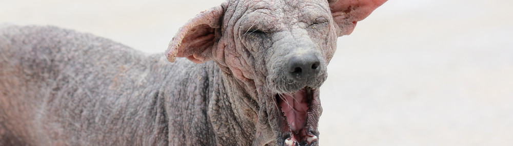 Köpeklerde Uyuz Belirtisi ve Tedavisi