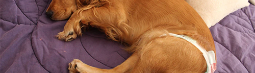 Köpekler de Regl Olur mu?