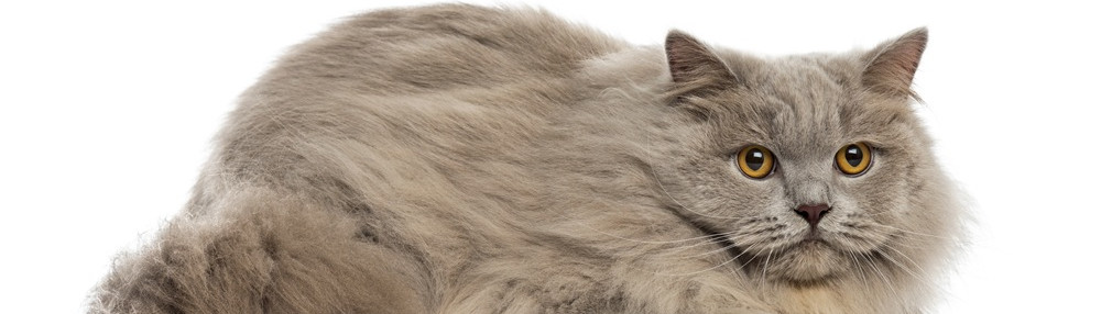 British Longhair Özellikleri ve Bakımı