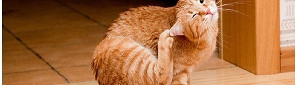 Kedi Piresi Eve Yayılır mı?