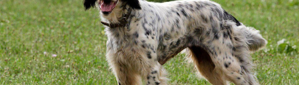 İngiliz Setter Köpek Irkı Özellikleri ve Bakımı