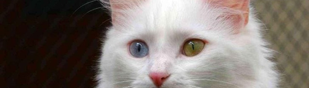 Van Kedisi Özellikleri ve Bakımı