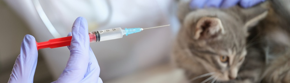 Kedi Lösemi Aşısı Rehberi: Kediniz İçin Koruma Yöntemleri
