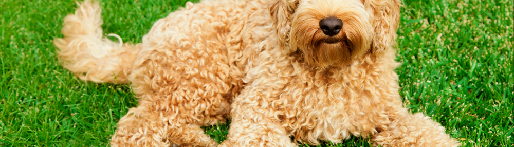 Labradoodle Köpek Irkı Özellikleri ve Bakımı