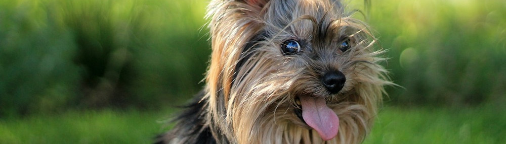 Yorkshire Terrier Irkı Özellikleri, Bakım ve Eğitim İpuçları