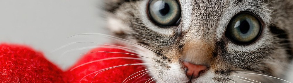 Kedilerin Sevmediği Şeyler Nelerdir?