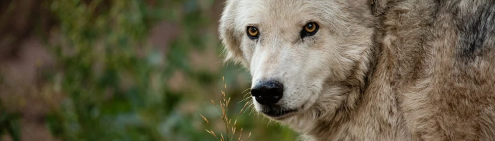 Alaska Kurdu (Alaska Malamutu) Özellikleri ve Bakımı