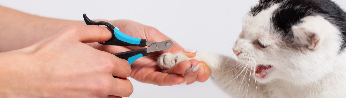 Kedi Tırnağı Nasıl Kesilir?